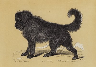 Thibet-hund (farvelitografi) af English School