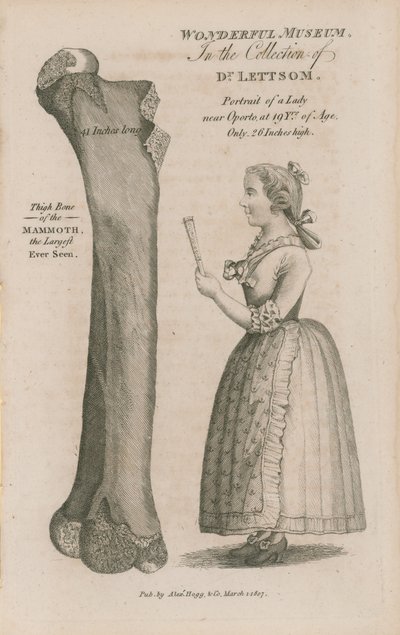 Oberschenkelknochen des Mammuts von English School