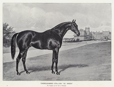 Fuldblodshingst "St Simon" (litho) af English School