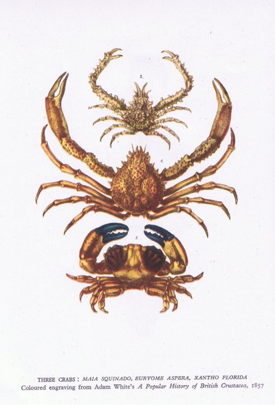 Tre krabber, Nature in Britain udgivet af Collins af English School