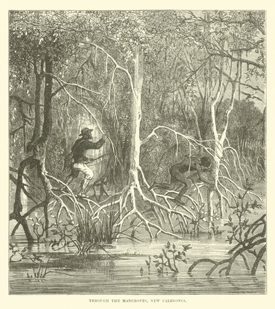 Gennem mangroverne, Ny Kaledonien af English School