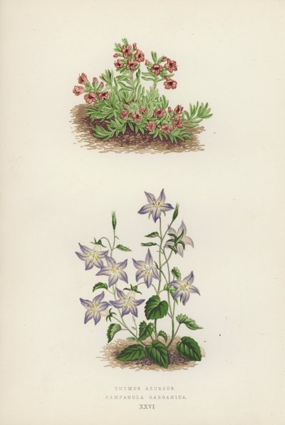Thymus azureus; Campanula garganica (farvelitografi) af English School