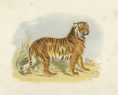 Tiger af English School