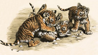 Tiger unger af English School