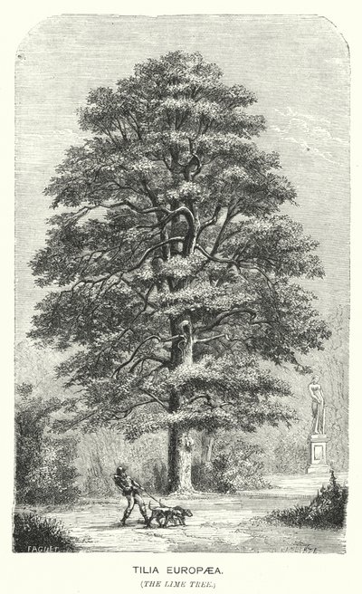 Tilia Europaea, The Lime Tree (gravering) af English School