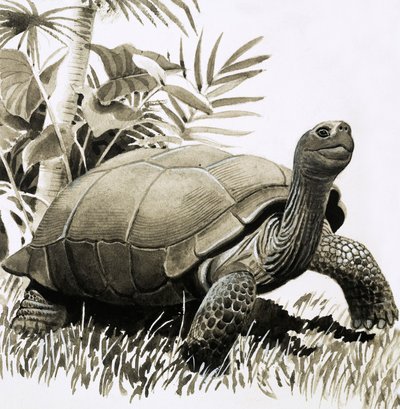 Skildpadde af English School