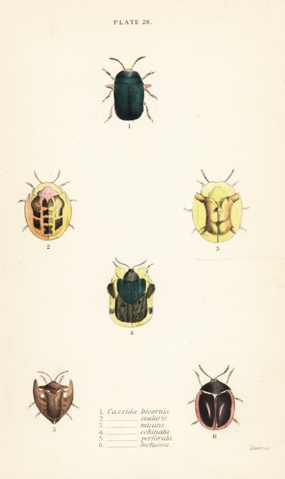 Skildpaddebiller: Omocerus bicornis 1, Cassida scalaris 2, Cassida micans 3, Cassida echinata 4, Cassida perforata 5 og Cassida luctuosa 6 af English School