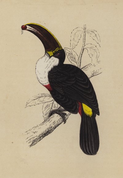 Tukan (farve litho) af English School