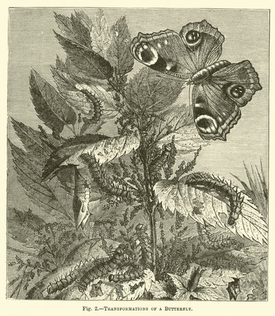 Forvandlinger af en sommerfugl af English School