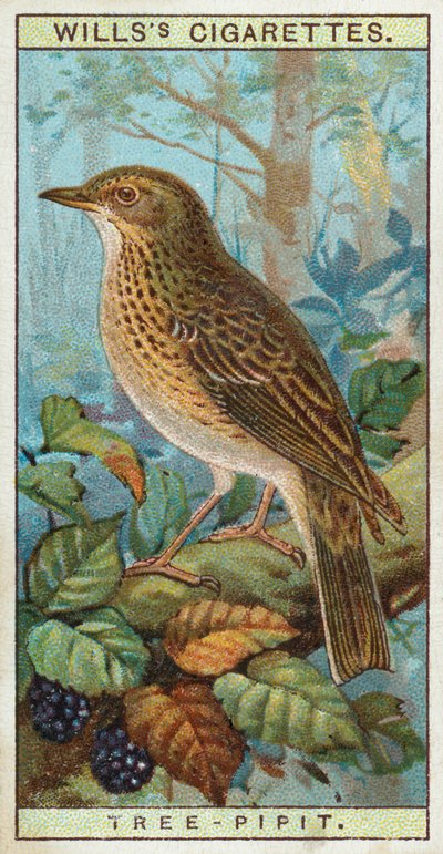 Træ-Pipit af English School