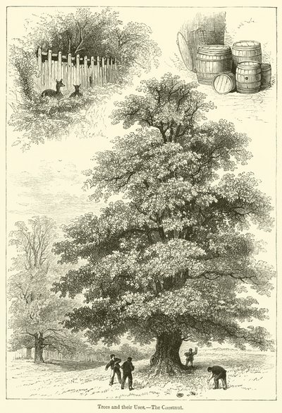 Træer og deres anvendelser, Kastanjen (gravering) af English School