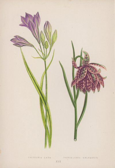 Triteleia Laxa; Fritillaria Meleagris (farve litho) af English School