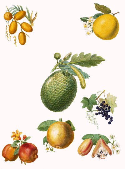 Tropische Früchte von English School