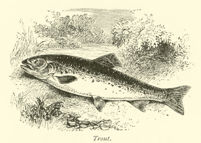 Ørred af English School