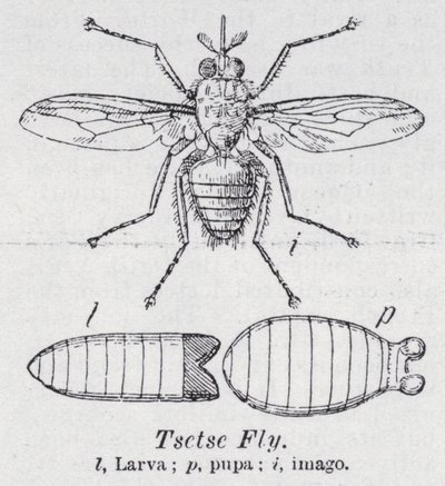 Tsetse flue (litho) af English School