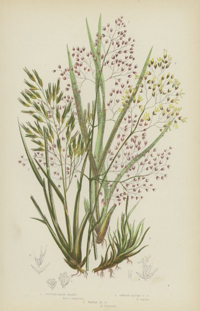 Tufted Hair Grass, Smooth Alpine Hair Grass, Waved Hair Grass (farvelitografi) af English School