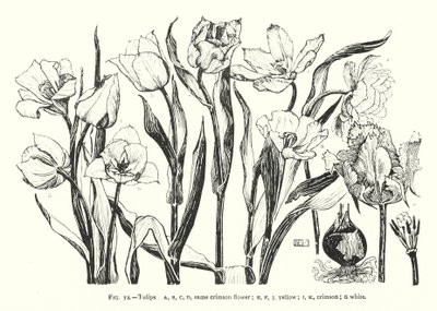 Tulipaner; samme crimson blomst; gul; karmosinrød; hvid (gravering) af English School