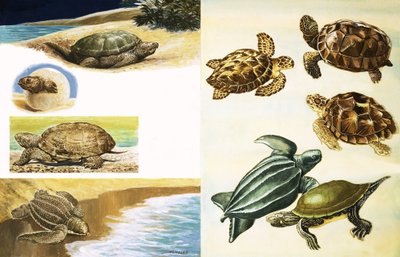 Skildpadder af English School