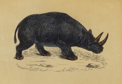 To-hornede næsehorn (farvelitografi) af English School