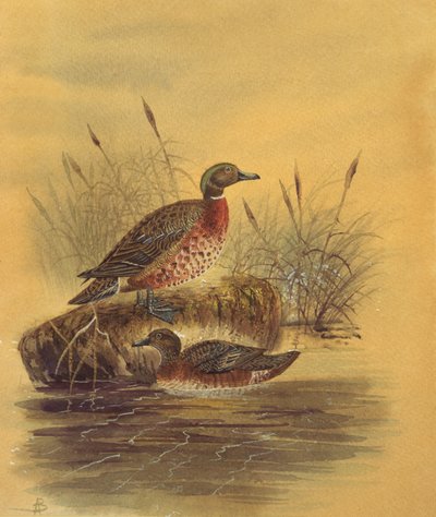Two Ducks by a Reeded Bank, ca. 1890 (wc på papir) af English School
