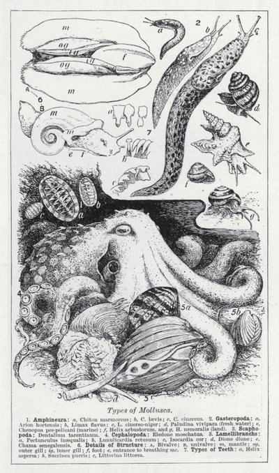 Typer af bløddyr (litho) af English School