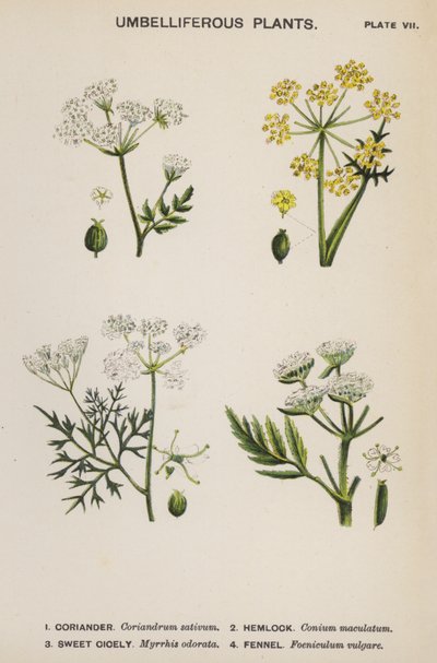 Skærmagtige planter (farve litho) af English School