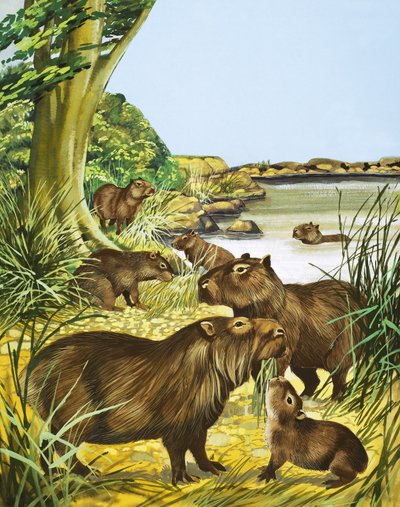 Uidentificerede dyr ved en pool af English School