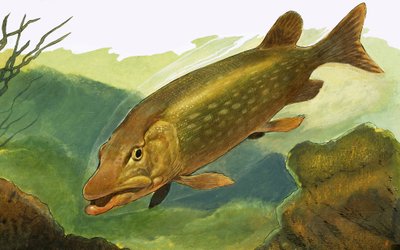 Uidentificeret fisk af English School