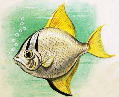 Uidentificeret fisk af English School