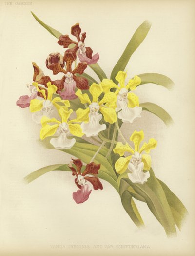 Vanda insignis og var scroederiana af English School