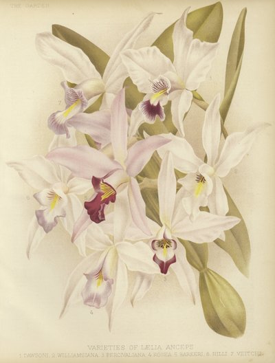 Varianter af Laelia anceps af English School