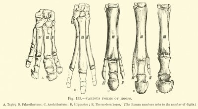 Various forms of hoofs  af English School