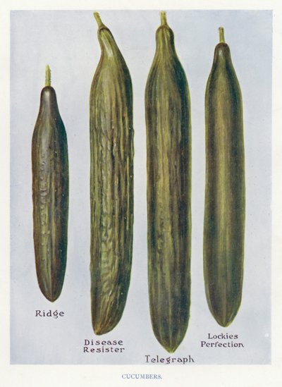 Vegetabilsk producentvejledning: Agurker (Color Litho) af English School