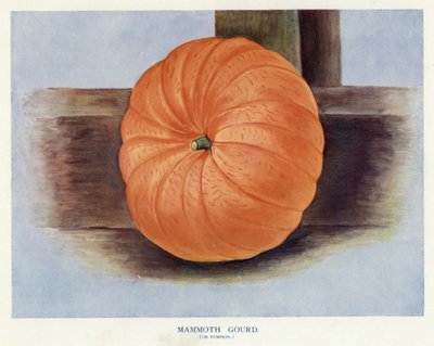 Gemüseanbauanleitung: Riesenkürbis von English School