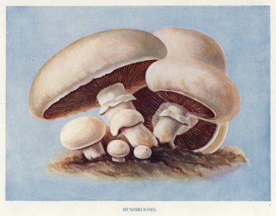 Grøntsagsavlervejledning: Svampe (farve litho) af English School