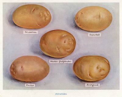 Grøntsagsavlervejledning: Kartofler (farve litho) af English School