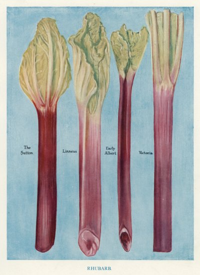 Grøntsagsavlervejledning: Rabarber (farve litho) af English School