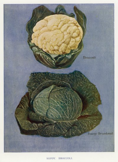 Grøntsagsavlervejledning: Savoy, Broccoli (farve litho) af English School