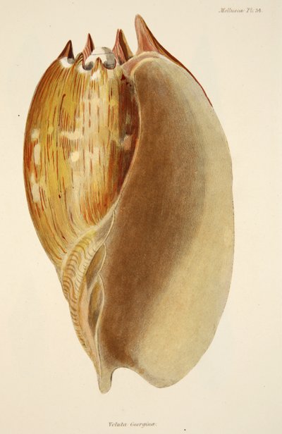 Veluta Georgina, fra The Mollusca and Radiata, pub. 1833 (håndfarvet gravering) af English School