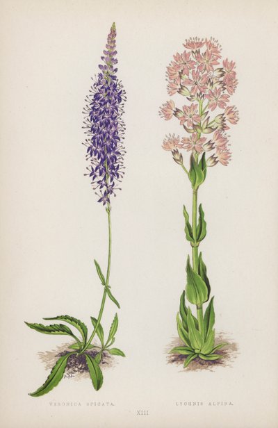 Veronica Spicata; Lychnis Alpina (farve litho) af English School