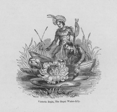 Victoria Regia, Die königliche Seerose von English School