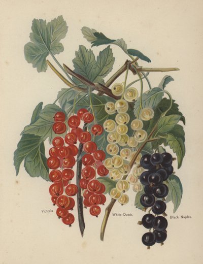 Victoria, White Dutch, Black Naples af English School