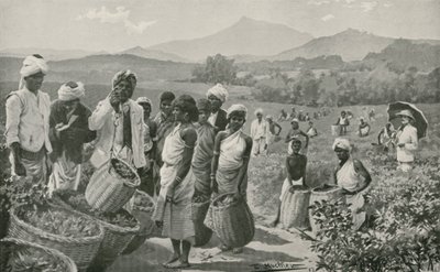 Udsigt over en tehave i Ceylon af English School