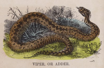 Viper or adderdani af English School