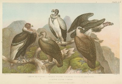 Geier von English School