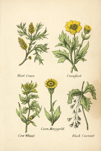 Vortekarse, kragefod, kohvede, majsmarihånd, solbær (farvelitografi) af English School