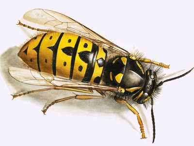 Hveps af English School