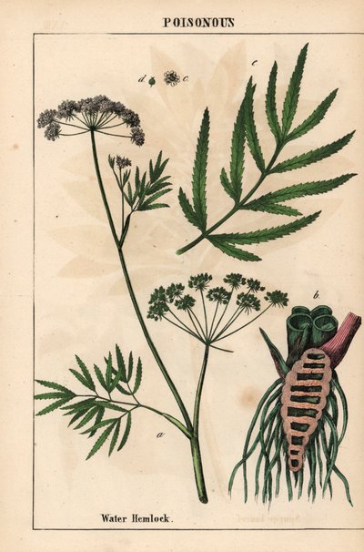 Vandhæk med blade, rodstruktur og blomster. Cicuta virosa   , fra "The Instructive Picturebook, or Lessons from the Vegetable World," [Charlotte Mary Yonge], Edinburgh af English School
