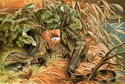 Vandmonitorer, der røver en rede af English School