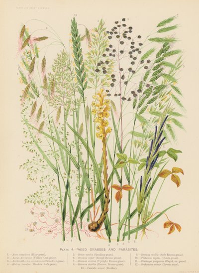 Ukrudtsgræsser og parasitter (farvelitografi) af English School